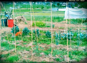 16-06-09-18-26-31-489_deco