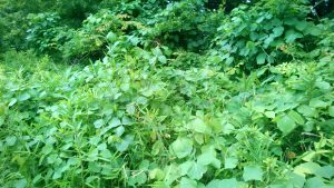 16-06-09-18-54-35-523_deco