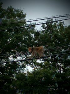 IMG_20160904_055157-2