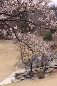 2015月明洞の桜3