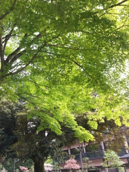 奈良公園６