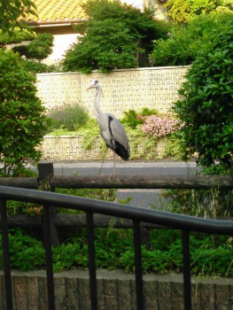 さぎ５