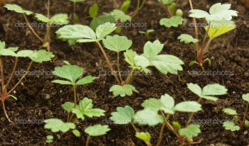 Sprouts of young garden wild strawberry grown in a nutritious fertile ground
