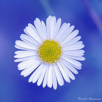花１９