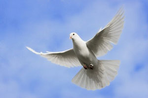 鳩４