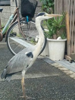 サギ