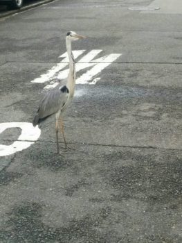 サギ３