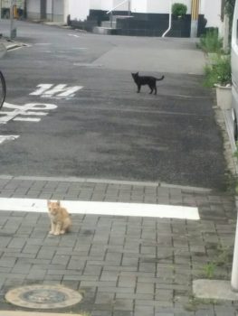 ねこ１