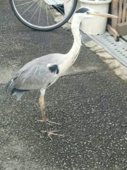 サギ１