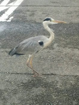 サギ２